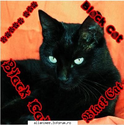 Discutie Naruto anime - Black cat - Naruto